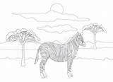 Zebra Savannah sketch template