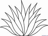 Agave Drawing Plant Getdrawings sketch template