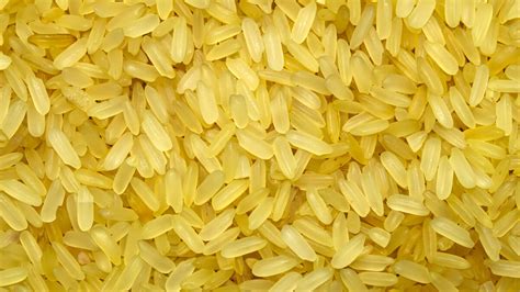 nutritionally enhanced golden rice     controversial
