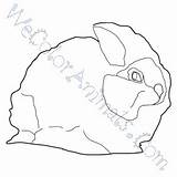 Coloring Angora Rabbit Pages Click sketch template