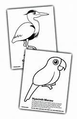 Macaw Coloring Hyacinth Blue Pages Gold Getcolorings Color Getdrawings sketch template