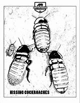 Cockroaches Madagascar Hissing Coloring sketch template