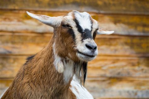myotonic south african boer goats mcallister creek farm