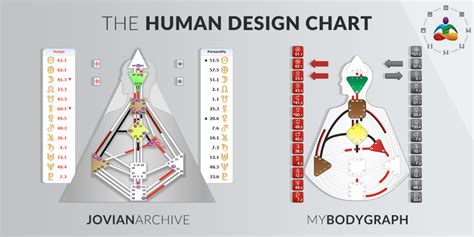 chart  human body parts