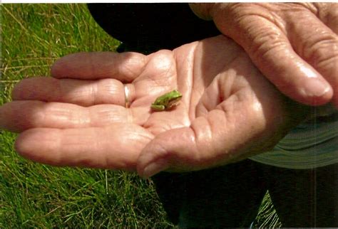 tending  gardens baby frogs