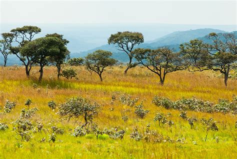 high altitude savanna bush open woodlands  grasslands  upemba national park drc congo