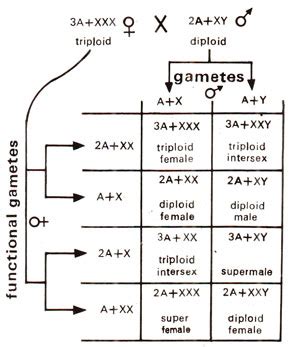 Sex ratio theory