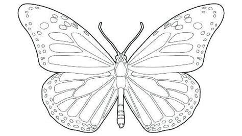butterfly wings coloring pages monarch page  addition  butterfly