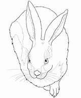 Albrecht Coloring Durer Hare Pages Rabbit Young Jack Drawing Kids Ausmalen Feldhase Colouring Jackrabbit Printable Sheets Ausmalbild Dürer Color Zum sketch template