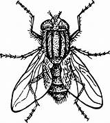 Housefly Insect 363kb Zoology Entomology sketch template
