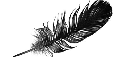 black feather meaning    black feather