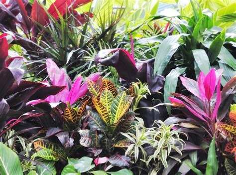 buyers guide  popular tropicals garden greenhouse