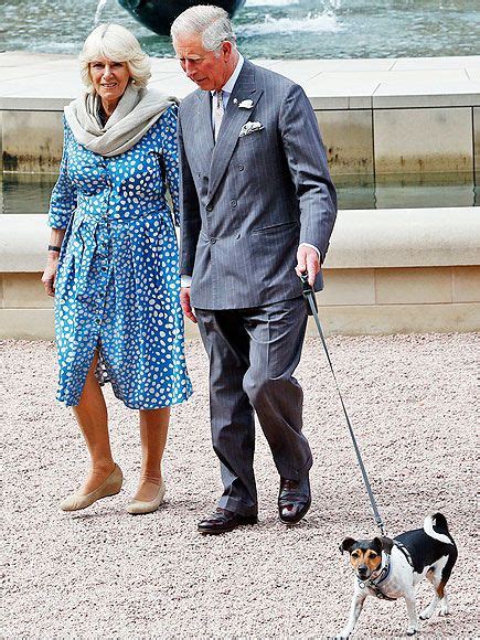 meet  royal rescue dogs camilla duchess  cornwall brings jack russells bluebell