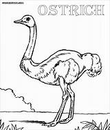 Ostrich Coloringbay sketch template