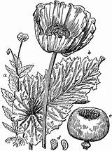 Opium Poppy Clipart Plant Drug Flower Gif Etc Medium Cliparts Parts Seed Large Library Usf Edu Tiff Original Resolution sketch template