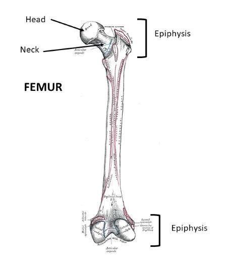 epiphysis bone anatomy