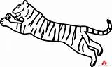 Tiger Jumping Outline Clipart Cliparts Tail Clipground Clip Popular Library Coloring Coloringhome sketch template