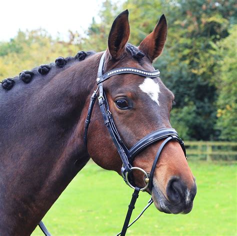 classical dressage launch  interchangeable bridle equestrian news ni