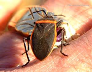 black  redorange stink bug largus californicus bugguidenet