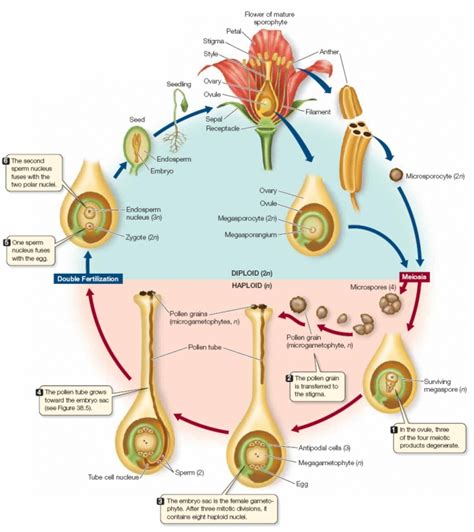 Plants Biology 11