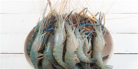 6 Disgusting Facts About Shrimp You Need To Know Prevention