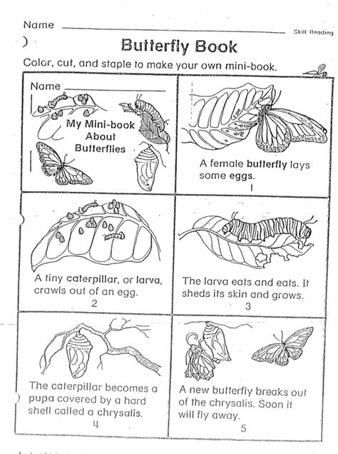 butterfly life cycle printable booklet