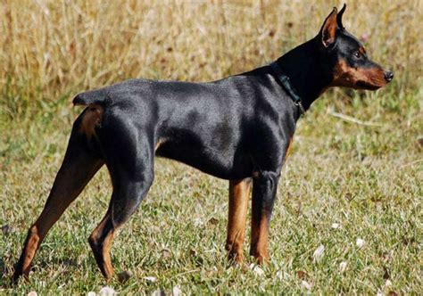 manchester terrier  german pinscher breed comparison