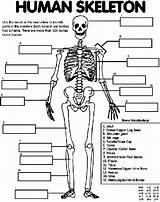 Human Skeleton Coloring Pages Crayola Print Bank Word sketch template