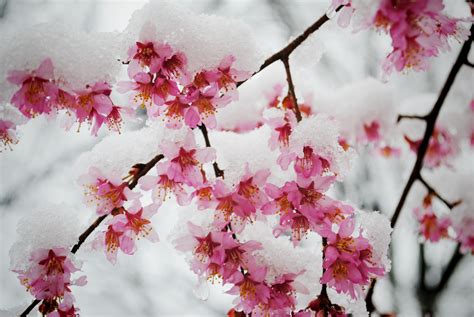 snow  branches  blossoms winter garden garden plants snow japan
