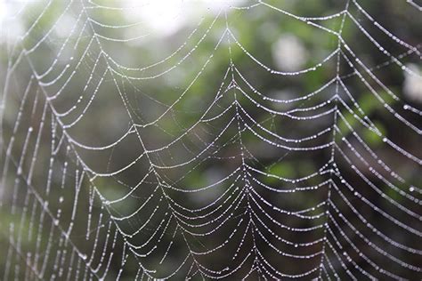 arthur  pictures  wet spider webs  part  pouring  art