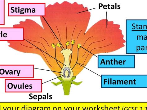 Flower Parts And Pollination Diagram