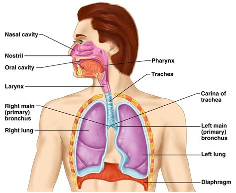 respiratory system diagram labeled images pictures becuo