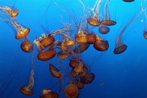 sea nettle jellyfish chrysaora quinquecirrha wiki image
