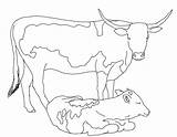 Cow Coloring Pages Dairy Cows Cattle Printable Drawings Longhorn Print Color Getcolorings Adults Getdrawings Paintingvalley Comments sketch template
