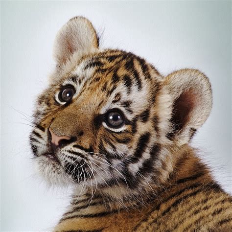 funny animals zone cute baby tigers  pictures