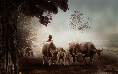 fotoğraf adam doğa sabah sisli köy vahşi hayat sürü çoban manda atmosferik fenomen