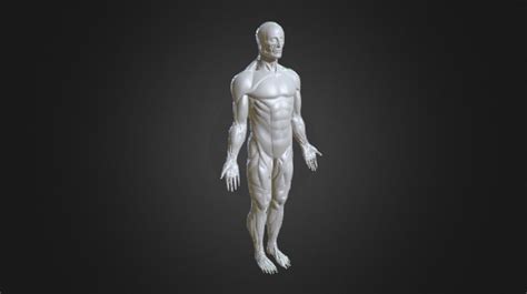 human muscle  model  hubpiat  sketchfab