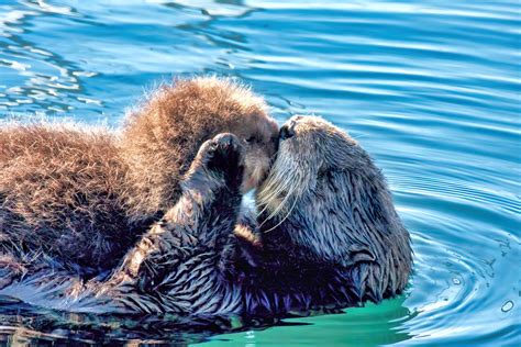 the sea otter s guide to skincare science world