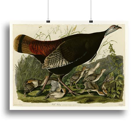 wild turkey 2 by audubon canvas print or poster canvas art rocks