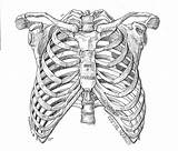 Ribcage Sternum Ribs Costillas Esqueleto Sketches Bone Anatomie Anatomía Rippen Anatomia Knochen Lungs Skelett Gosselin Zeichnen Thorax sketch template