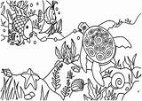 Ecosystem Oceano Peixinho Nadando Tartaruga Coral Tudodesenhos sketch template