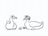 Guinea Fowl Library Bobcat sketch template