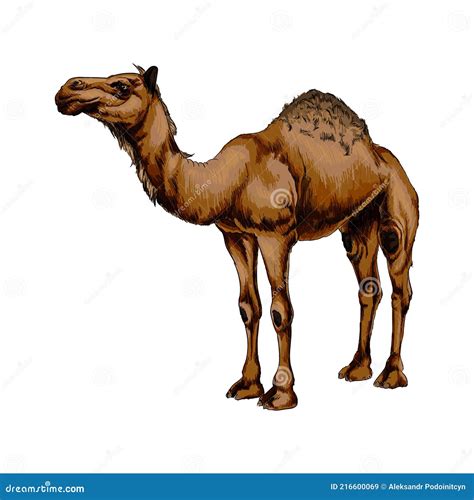 camel drawing set cartoon vector cartoondealercom