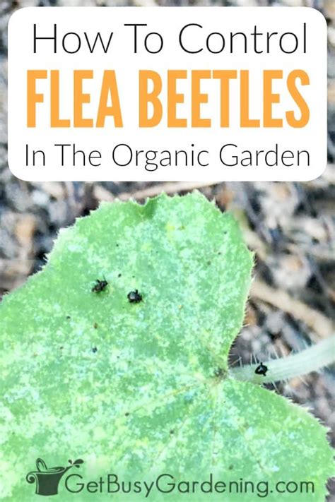 how to control flea beetles in the organic garden get busy gardening