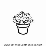 Succulent Cacto Suculentos Ultracoloringpages sketch template