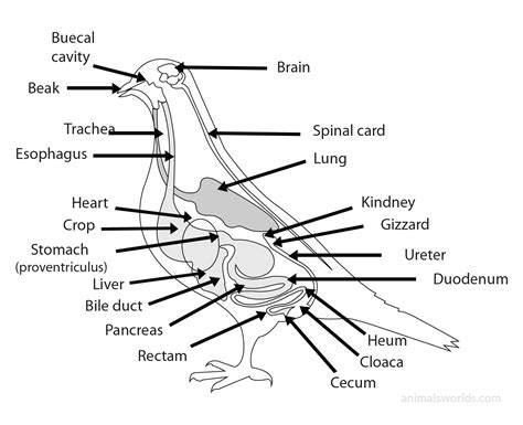 bird anatomy