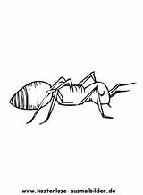 Ameise Insekten Malvorlagen Tiere sketch template