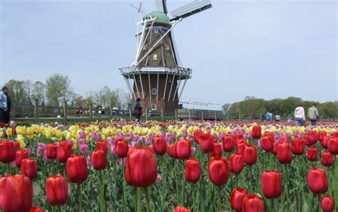 tulip time is the most epic festival in michigan