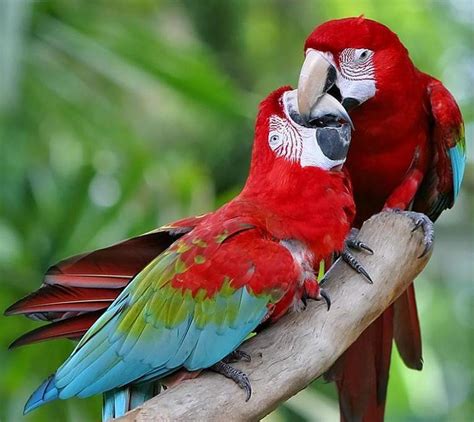 macaw parrot wallpapers wallpaper cave