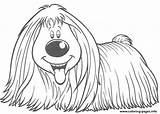 Coloring Dog Long Haired Pages Printable sketch template